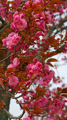 cherry blossoms in full bloom in April