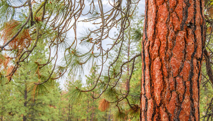 Close up of red pine tree in forest with mountain forest and Okanagan Lake background.