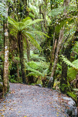 Temperate rain forest in New Zealand