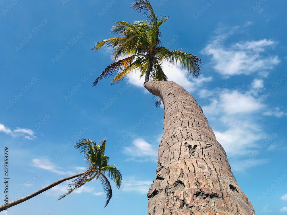 Wall mural two coconut tree against blue sky.