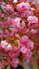 cherry blossoms in full bloom in April