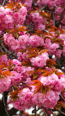 cherry blossoms in full bloom in April