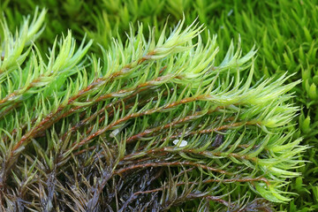 Naklejka na ściany i meble Dicranum scoparium, commonly known as broom forkmoss or broom moss