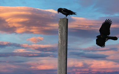 crow in the sky