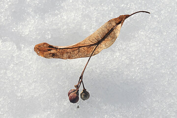 Seeds of Tilia europaea, generally known as the common lime or common linden, photographed on snow...