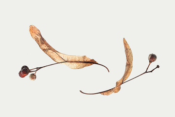 Seeds of Tilia europaea, generally known as the common lime or common linden, photographed on snow...