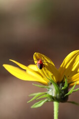 Wildlife, Nature and Flowers in the Outdoors