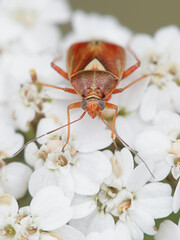 Lygus punctatus, a plant bug on flowers of yarrow, Achillea millefolium