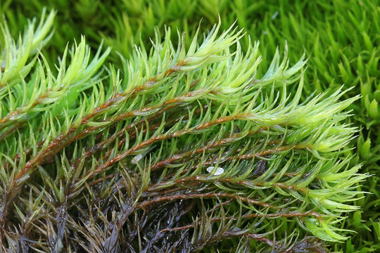 Dicranum scoparium, commonly known as broom forkmoss or broom moss