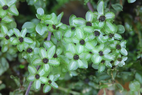 Rhizomnium punctatum, known as dotted thyme-moss or red penny moss