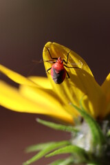Wildlife, Nature and Flowers in the Outdoors