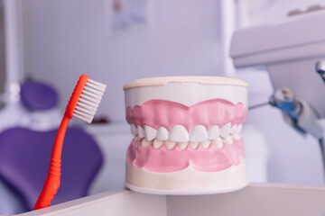 Fototapeta na wymiar Clean teeth dental jaw model and red toothbrush on the table in dentists office. The concept of proper oral care, caries hygiene.