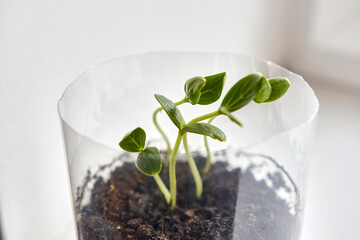 Cucumber sprouts are grown at home in a reusable plastic bottle.