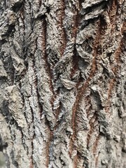 tree bark ornament in spring