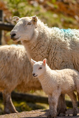 Sheep and cute lamb standing together
