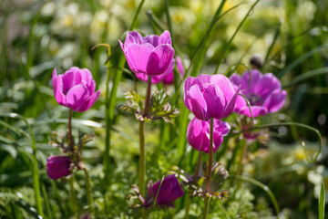 Magenta Anemone flowers in a garden in springtime