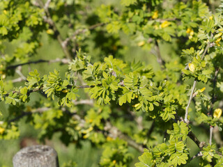 Caragana arborescens | Caraganier de Sibérie ou acacia jaune. Arbuste épineux à feuilles pennées, ovales et a fleurs jaunes printanière