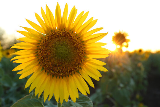 Beautiful yellow sunflower growing in field, closeup © New Africa