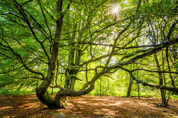 Magische Baumform im Urwald Sababurg, Deutschland