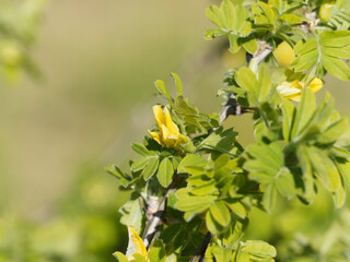 Caraganier de Sibérie ou acacia jaune - Caragana arborescens - Petit arbre arrondi à fines branches épineuses garnies d'un feuillage vert vif et de courtes grappes de fleurs jaunes