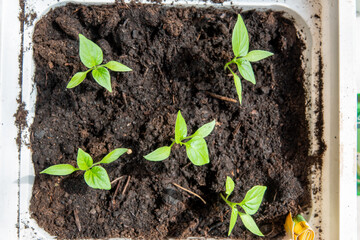 A seedling of bitter and sweet peppers on the window in spring