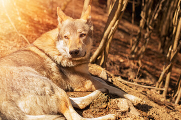 Czechoslovakian wolfdog relaxing in the forest on a sunny day.