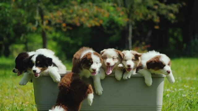 A group of little puppies jump out of the basket.