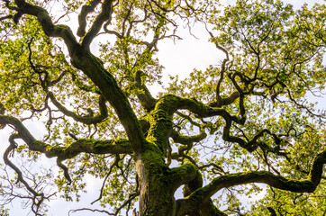 Bemooste Baumkrone einer alten Eiche