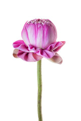 Pink lotus flower on light gray background