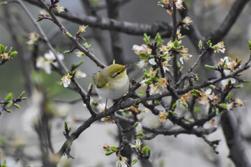 Wood warbler, Phylloscopus sibilatrix, single bird on branch. Little green bird feeding on blooming plum