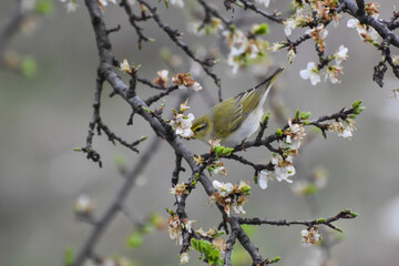Wood warbler, Phylloscopus sibilatrix, single bird on branch. Little green bird feeding on blooming plum