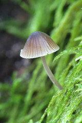 Phloeomana hiemalis, also called Mycena hiemalis, commonly known as Winter bonnet, wild mushroom from Finland