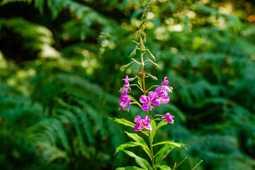 Obraz premium Schmalblättriges Weidenröschen - Epilobium angustifolium