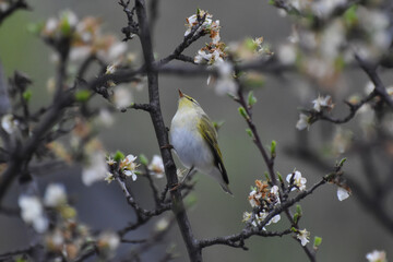 Wood warbler, Phylloscopus sibilatrix, single bird on branch. Little green bird feeding on blooming plum