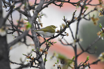 Wood warbler, Phylloscopus sibilatrix, single bird on branch. Little green bird feeding on blooming plum