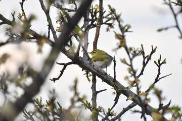 Wood warbler, Phylloscopus sibilatrix, single bird on branch. Little green bird feeding on blooming plum