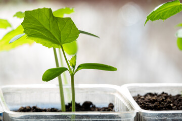 Young fresh seedling stands in plastic pots