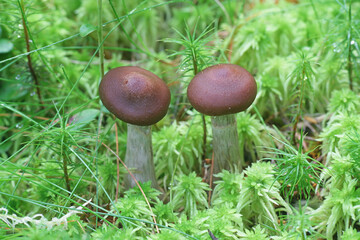 Cortinarius evernius, known also as Telamonia evernia, the silky webcap, wild mushroom from Finland