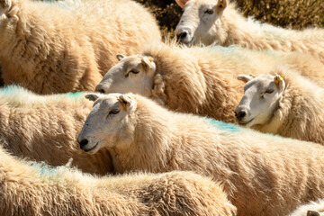 Flock of sheep before shearing. No people.