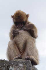 singe gibraltar
