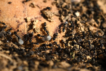 colonie de fourmis