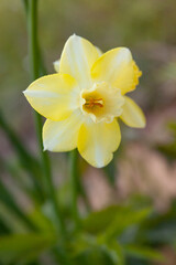 Fototapeta na wymiar yellow daffodil flower