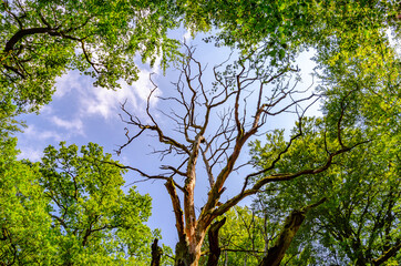 Fototapeta premium Blattlose Baumkrone zwischen frischem Grün - Urwald Sababurg, Deutschland