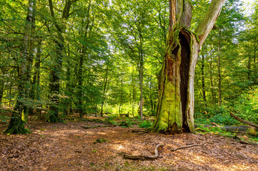 Uralter abgestorbenen Baumstamm - Urwald Sababurg, Deutschland