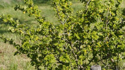 Caragana arborescens | Caraganier de Sibérie ou acacia jaune. Arbuste épineux à feuilles pennées, ovales et a fleurs jaunes printanière