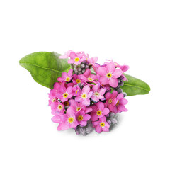 Beautiful pink Forget-me-not flowers isolated on white