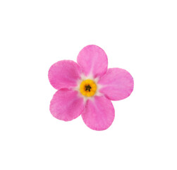 Beautiful pink Forget-me-not flower isolated on white