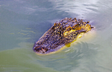 Head of  predatory reptile crocodile on the surface of the water.