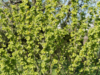 Fototapeta na wymiar Caragana arborescens | Caraganier de Sibérie ou acacia jaune. Arbuste épineux à feuilles pennées, ovales et a fleurs jaunes printanière