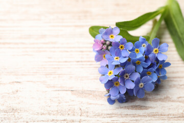Beautiful blue Forget-me-not flower on white wooden table. Space for text